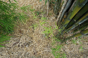 Green yellow bamboo trees detail and texture background        
