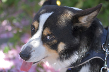 桜の花の咲く小春日和に散歩する黒いコーギー、撮影者の飼い犬。