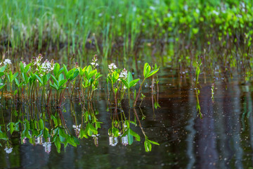 Flowering Bogbean flowers with reflections in the water