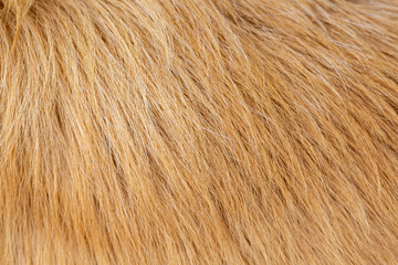 Dog fur texture background yellow Labrador Retriever.
