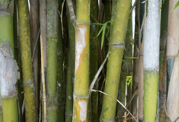 Green yellow bamboo trees detail and texture background        