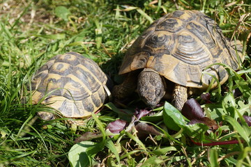 Turtles eating grass in the garden