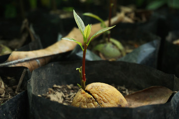 Closeup shoots grow from avocado seeds in polybags.   