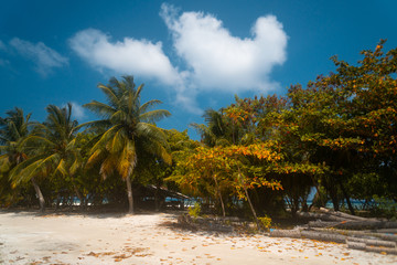 Palmy przy rajskiej plaży.