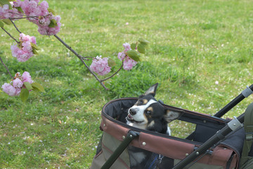 Obraz na płótnie Canvas 桜の花の咲く小春日和に散歩する黒いコーギー、撮影者の飼い犬。