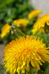 Yellow dandelions in green meadow.