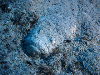 Scuba Diving Malta Gozo Comino