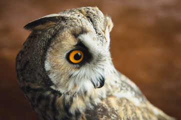 Close up portrait of Eurasian European Eagle-Owl, Bubo bubo Great Horned Owl Virginianus, on blured brown background, looking away, wild animal, adult.