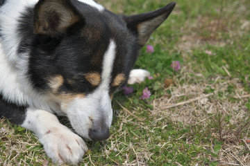 Naklejka na ściany i meble 桜の花の咲く小春日和に散歩する黒いコーギー、撮影者の飼い犬。