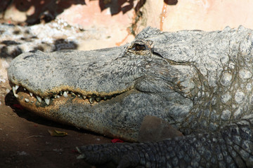 Mississippi-Alligator
