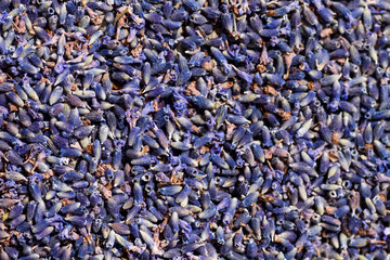 Dry lavender flowers