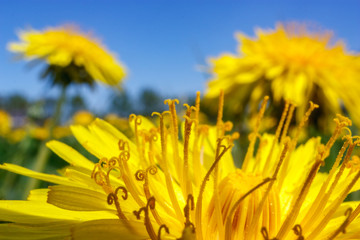 Yellow dandelions on blue sky background.
