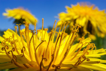 Yellow dandelions on blue sky background.