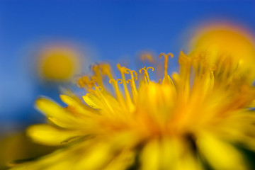 Yellow dandelions on blue sky background.