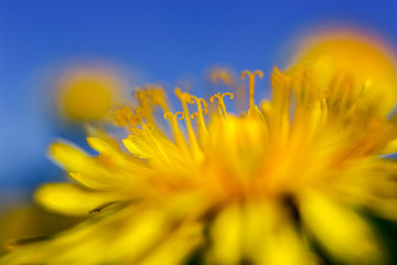 Yellow dandelions on blue sky background.