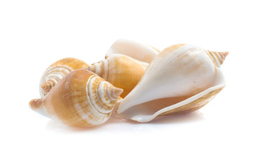 Seashell isolated on white