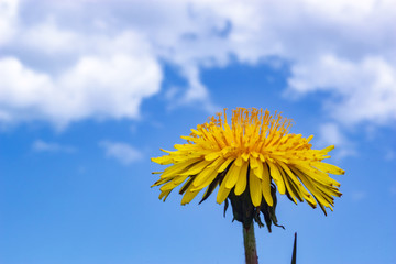 Yellow dandelions on blue sky background.