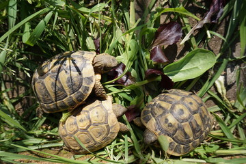 Turtles eating grass in the garden