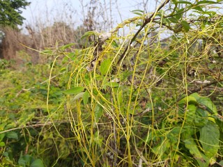 Cuscuta(Dodder)is a genus of over 200 species of yellow, orange,or red  parasitic plants.Dodder can be identified by its thin stems appearing leafless,with the leaves reduced to minute scales. Amarbel