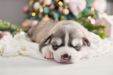 Fototapeta na wymiar Happy christmas dog, Husky newborn puppy. Christmas and New Year greeting card. Puppy of siberian husky. Template for Chinese horoscope and calendar.
