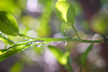 Water droplets after rain on the young branches of the lime tree close-up.