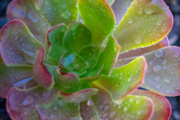 green leaf with dew drops