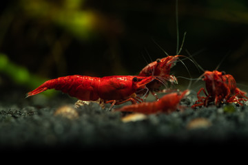 Red neocaridina shrimp fire pet aquarium freshwater nature macro