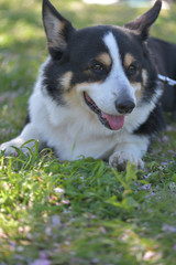 桜の花の咲く小春日和に散歩する黒いコーギー、撮影者の飼い犬。