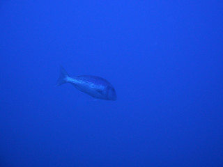 Fototapeta premium Scuba Diving Malta Gozo Comino