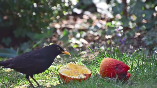 Amsel beim 