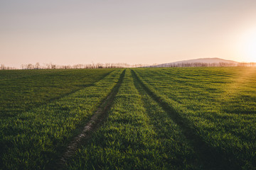 Fototapeta na wymiar Beautiful scenic photo of green agricultural field with trails from tractor and sunbeam on sunset. Landscape shot of meadow with forest and hill on background in springtime.