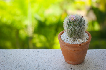 cactus on, marble table Natural Three with blurry background