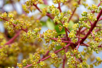 Mango flower, A branch of inflorescence mango flower.