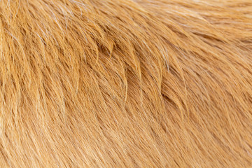Dog fur texture background yellow Labrador Retriever.