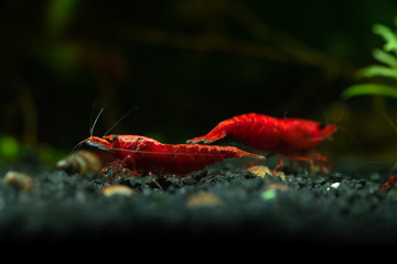 Red neocaridina shrimp fire pet aquarium freshwater nature macro