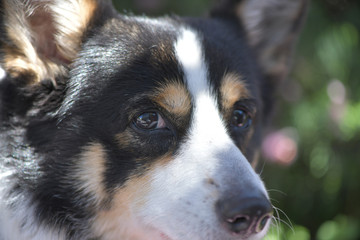 桜の花の咲く小春日和に散歩する黒いコーギー、撮影者の飼い犬。