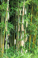 à la bambouseraie
