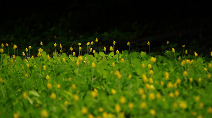 Yellow flowers and green leaves of pinto peanut plant in the field.