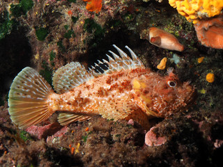 Scuba Diving Malta Gozo Comino