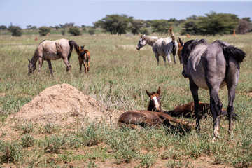 Gros plan sur un jeune poulain couché au milieu d'un troupeau de chevaux en liberté