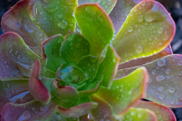 close up of colorful flower