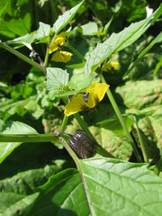 Blooming physalis ixocarpa (husk tomato) in a garden