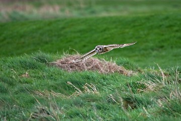 Short-eared owl hunting in a field 