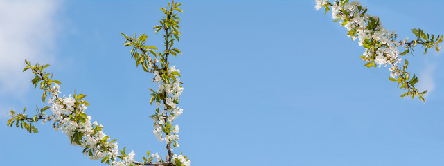 beginning of spring blooming downy cherry buds white colors banner