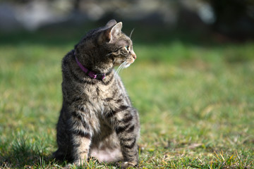 Naklejka na ściany i meble Striped grey tabby cat sitting on the grass, alert, listening, watchful - copy space