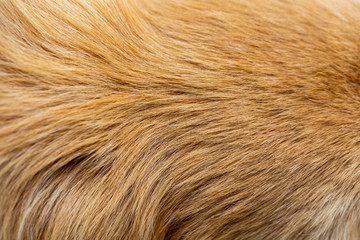 Dog fur texture background yellow Labrador Retriever.