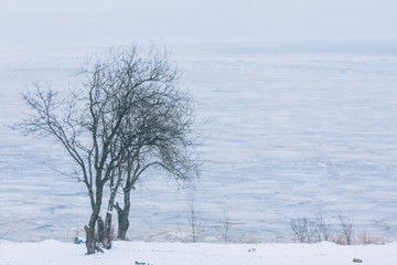 Fototapeta premium Wistful landscape. Cold winter tree on the shore of a frozen lake