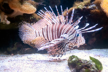 Lionfish swimming at the bottom of an aquarium