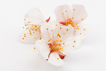 Spring flowers, beautiful apricot blossoms,  isolated on white background