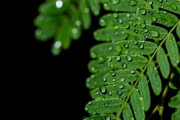 Water drop on green leave. Nature background